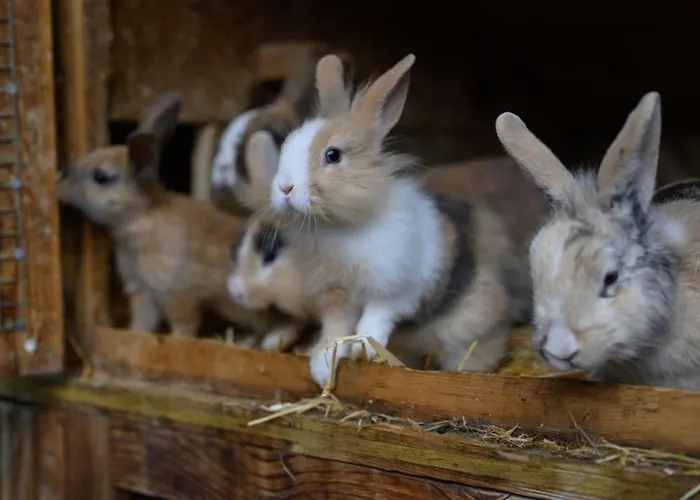 別荘 Alpinloft Goldsun *