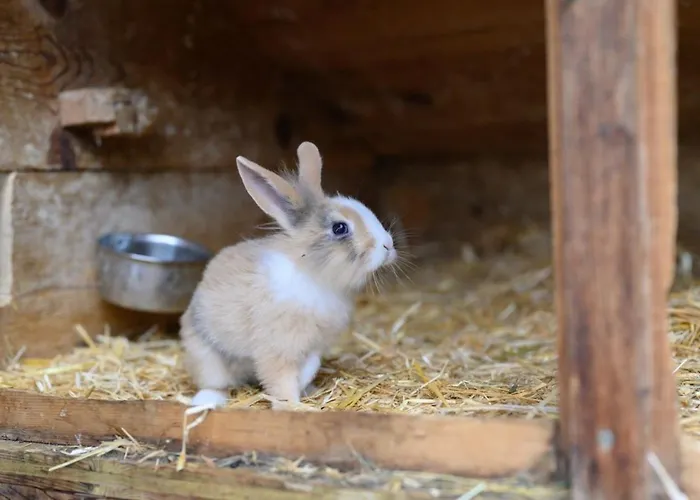 Alpinloft Goldsun 別荘